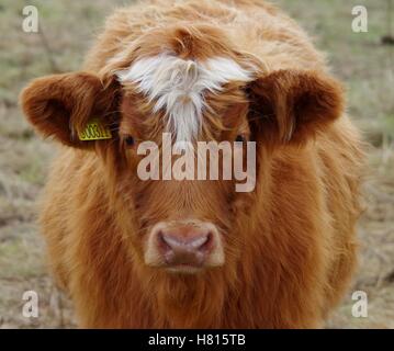 cattle Stock Photo