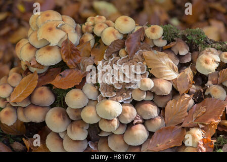 Sulphur tuft (Hypholoma fasciculare) and Turkey tail (Trametes coriolus) fungi growing on a decaying stump in a beech wood. Stock Photo