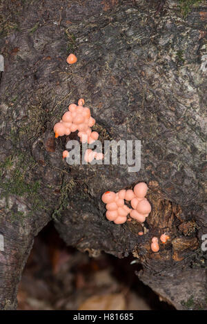 Wolf's-milk (Lycogala terrestre), a pink to orange slime mould common on decaying wood.