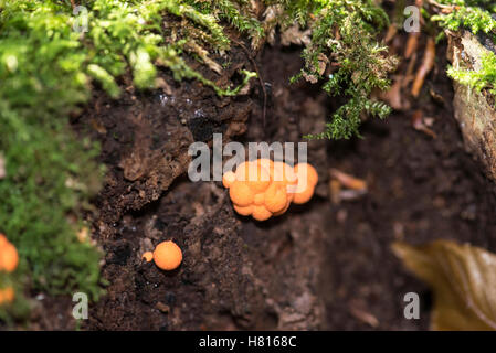 Wolf's-milk (Lycogala terrestre), a pink to orange slime mould common on decaying wood.