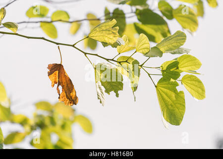 Close focus on old brown leaf hang on branch of green leaves. Old brown leaf almost fall from branch. Stock Photo