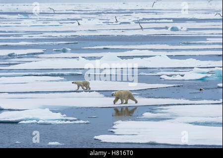 Mother polar bear (Ursus maritimus) with two cubs walking and swimming over melting ice floe, Svalbard archipelago Stock Photo