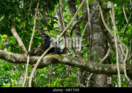 White-bellied Spider Monkey (Ateles belzebuth) climbing down tree