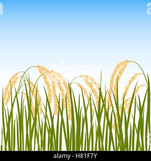 Field of rice. Yellow ears of rice and blue sky on the background. Vector illustration. Eps 10. Stock Vector