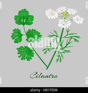 Coriander or Cilantro. flowerm blossom, leaves. Whole plant Vector Stock Vector