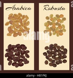 Arabica and robusta coffee beans. Green and roasted. Vector illustration. Stock Vector