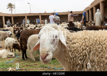 Morocco,Rissani, animal auction, close-up of a sheep Stock Photo