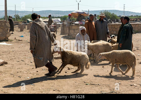 Morocco,Rissani, livestock auction of sheep Stock Photo