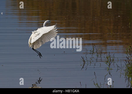 White great egret, egretta alba, in flight in a swamp with reflections in water Stock Photo