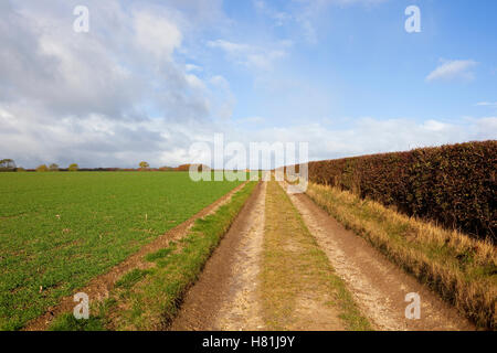 A limestone farm track between seedling cereal crops and a hawthorn hedgerow in autumn. on the Yorkshire wolds. Stock Photo