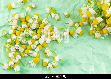 Dried chamomile flowers for making a healthy tea Stock Photo