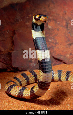 Angolan Coral Snake (Aspidelaps lubricus) defensive display, southern Africa