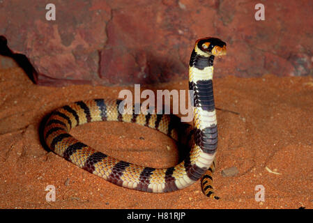Angolan Coral Snake (Aspidelaps lubricus) defensive display, southern Africa
