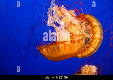 Beautiful Pacific sea nettle or west coast sea nettle jellyfish. They are a common free-floating scyphozoan that live in the Eas