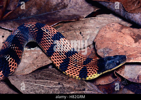 Fire-bellied Snake (Leimadophis epinephalus) swallowing a poisonous