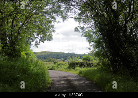 Country path with trees on either side and distant view Stock Photo