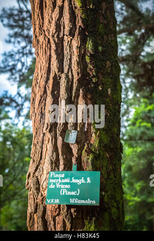 Pinus merkusii Jungh. Et de Vriese in Bogor Botanical Garden, West Java, Indonesia. Stock Photo