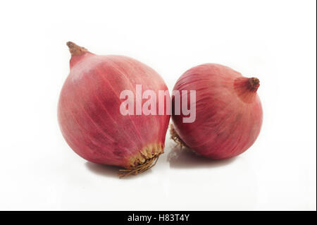shallot onion isolated on white background Stock Photo