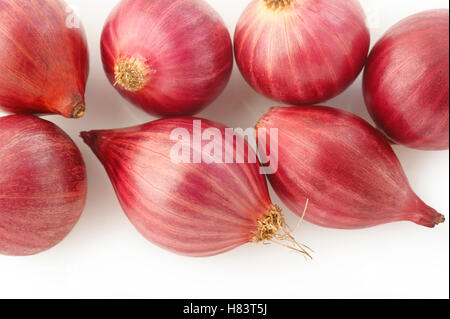 shallot onion Stock Photo