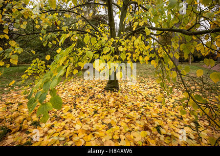 Gloucestershire, UK. 9th November, 2016. Acer Pensylvanicum Striped Maple tree. Autumn Forestry Colours at Westonbirt Arboretum Credit:  Guy Corbishley/Alamy Live News Stock Photo