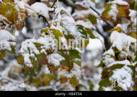 North Yorkshire, UK. 9th November, 2016. Trees still holding onto their autumn foilage covered in the winters first snow, Wensleydale, North Yorkshire. Credit:  Wayne HUTCHINSON/Alamy Live News Stock Photo