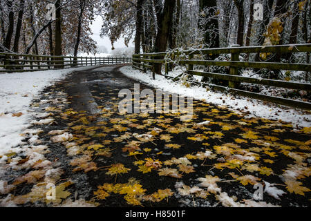 Leeds, West Yorkshire, UK. 9th November 2016. UK weather. AUTUMN MEETS WINTER: Autumn leaves still fresh on the ground as up to 5 inches of snow hit Yorkshire, Burley-in-Wharfedale, UK. Rebecca Cole/Alamy Live News Stock Photo