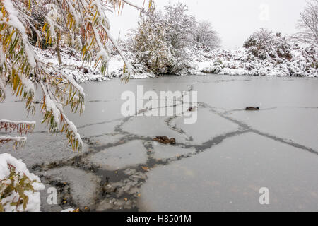 Ilkley in West Yorkshire, UK. 9th November 2016. UK weather. Snow and ice cause havoc across Yorkshire but the wildlife clears its own paths, Ilkley, UK. Rebecca Cole/Alamy Live News Stock Photo