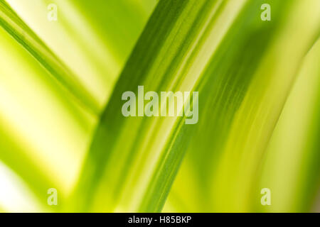 Abstract green nature blurred background with bright sunlight, flare and bokeh effect, use for backdrop or web design Stock Photo
