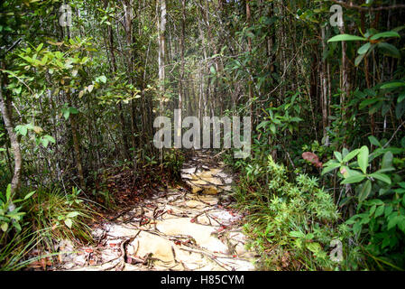 Trail with roots and sand in the rainforest at Bako National Park. Sarawak. Borneo. Malaysia Stock Photo