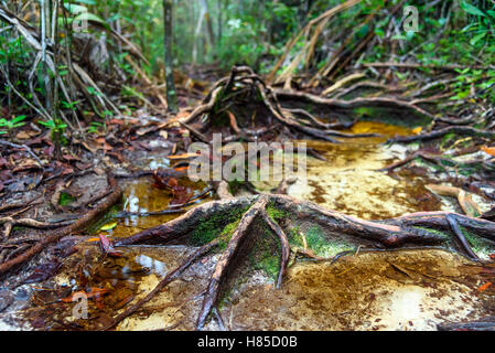 Trail with roots and sand in the rainforest at Bako National Park. Sarawak. Borneo. Malaysia. background texture Stock Photo