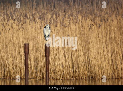 Gray Heron (Ardea cinerea) sitting on a pole in the water. Stock Photo