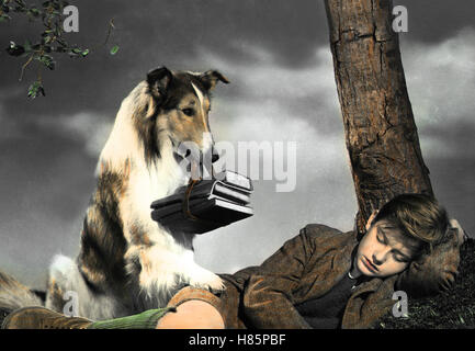 Heimweh, (LASSIE COME HOME) USA 1943, Regie: Fred W. Wilcox, RODDY McDOWALL, Stichwort:  Hund, Collie Stock Photo