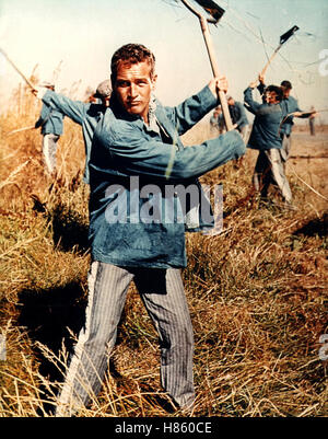 Der Unbeugsame, (COOL HAND LUKE) USA 1966, Regie: Stuart Rosenberg, PAUL NEWMAN, Key: Sträflinge, Zwangsarbeit Stock Photo