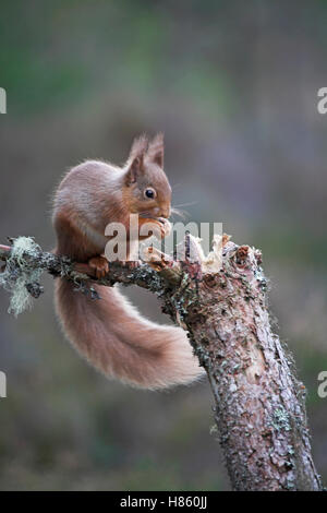 Red squirrel Sciurus vulgaris in Scots pine tree Abernethy Forest Highland Region Scotland UK Stock Photo