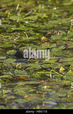 Water vole Arvicola terrestris swimming Cromford Canal Derbyshire England Stock Photo