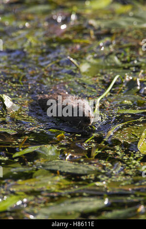 Water vole Arvicola terrestris swimming Cromford Canal Derbyshire England Stock Photo