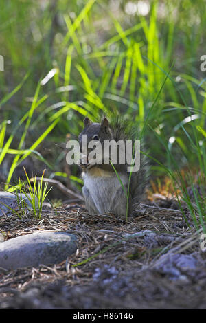 Douglas's squirrel Tamiasciurus douglasii feeding Grand Teton National Park Wyoming USA Stock Photo