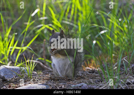 Douglas's squirrel Tamiasciurus douglasii feeding Grand Teton National Park Wyoming USA Stock Photo