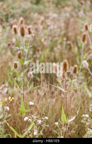 Teasel (Dipsacus fullonum) seed heads in a nature reserve in Wiltshire Stock Photo
