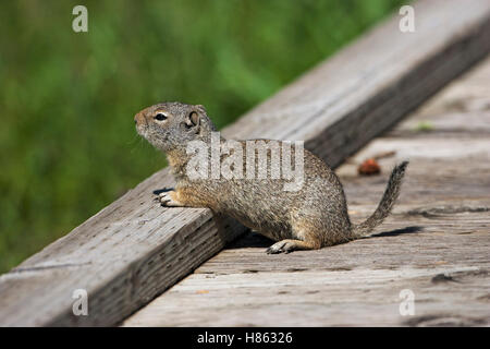 Uinta ground squirrel Spermophilus armatus on a boardward at Soda Butte Creek Lamar Valley Yellowstone National Park Wyoming USA Stock Photo