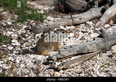 Uinta ground squirrel Spermophilus armatus youngster beside fallen tree trunk Old Faithful Yellowstone National Park Wyoming USA Stock Photo