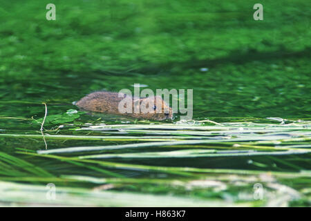 Northern water vole Arvicola terrestris swimming Stock Photo