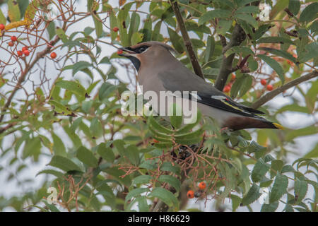 Bohemian Waxwing (Bombycilla garrulus) feeding in a Rowan Tree. Stock Photo