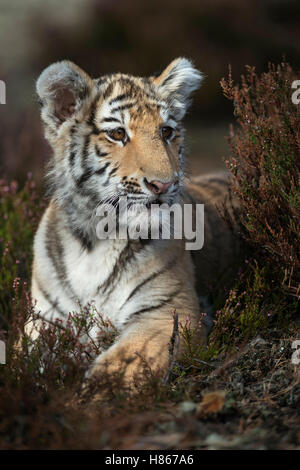 Royal Bengal Tiger ( Panthera tigris ), resting between bushes, in the undergrowth of a forest, watching aside, close-up. Stock Photo