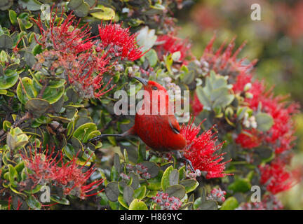 Apapane (Himatione sanguinea) on flowering plant, Hawaii Stock Photo