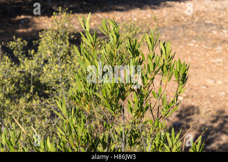 Foliage of Phillyrea angustifolia. It is a species in the family Oleaceae native to the Mediterranean region. Stock Photo