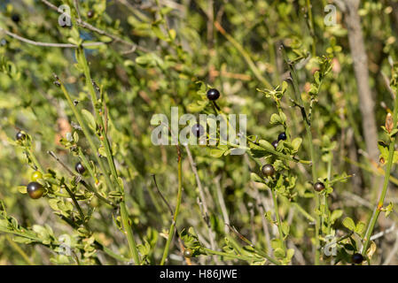 Foliage and fruits of Wild Jasmine, Jasminum fruticans. It is a species in the family Oleaceae. Stock Photo