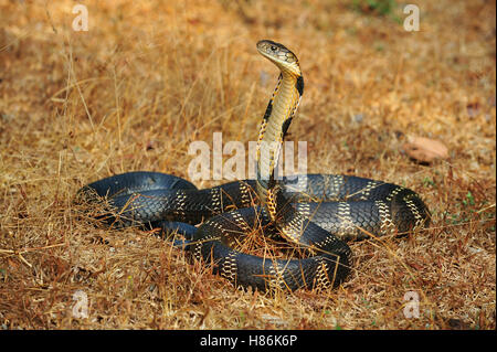 King Cobra (Ophiophagus hannah) adult, close-up of head, feeding on ...