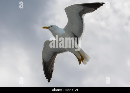 Greater Black Backed Gull shadowing a Cruise Liner leaving Oslo. Stock Photo