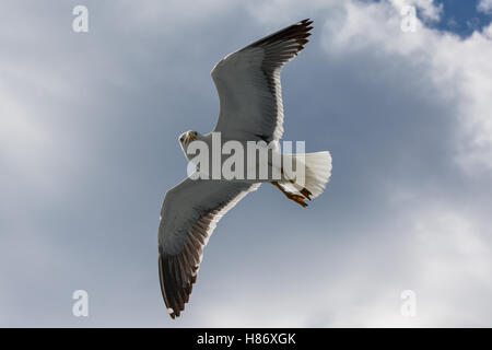 Greater Black Backed Gull shadowing a Cruise Liner leaving Oslo. Stock Photo